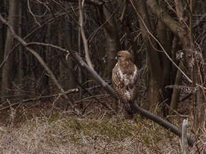 bird perched