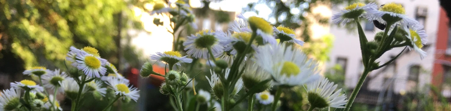 Annual Fleabane at East Side Outside Garden