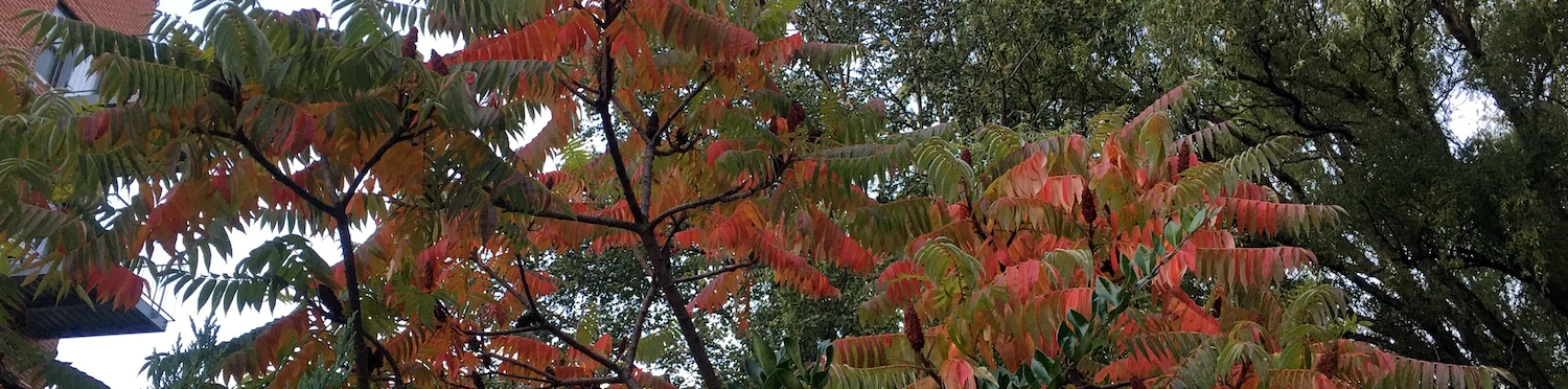 Staghorn sumac at East Side Outside Garden 10/26/2025