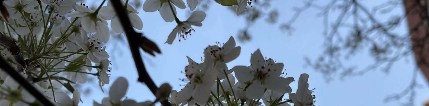 Elmhurst tree 4/9/2026